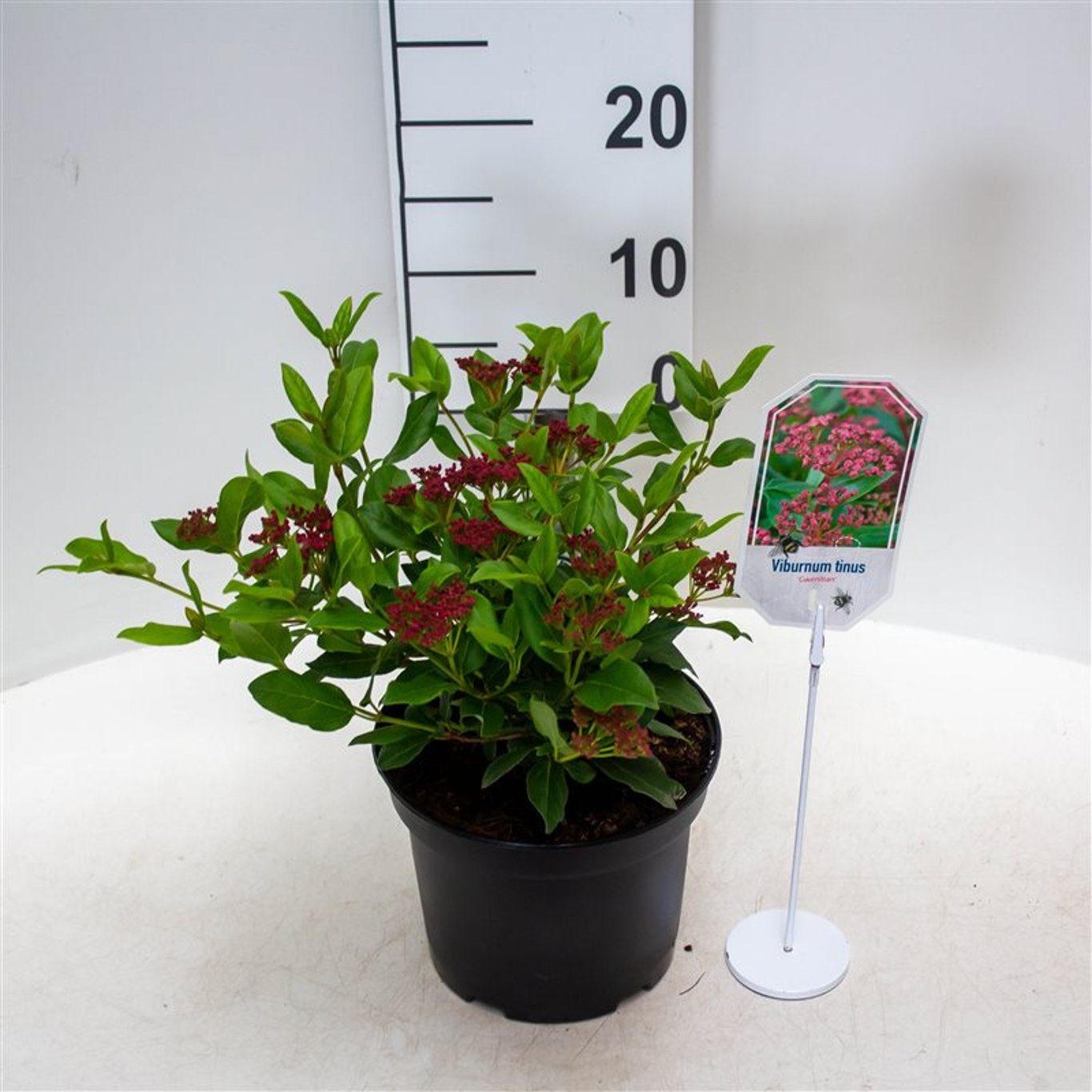 Viburnum tin. 'Gwenllian' - C3 25-30 CM